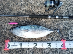 スマカツオの釣果