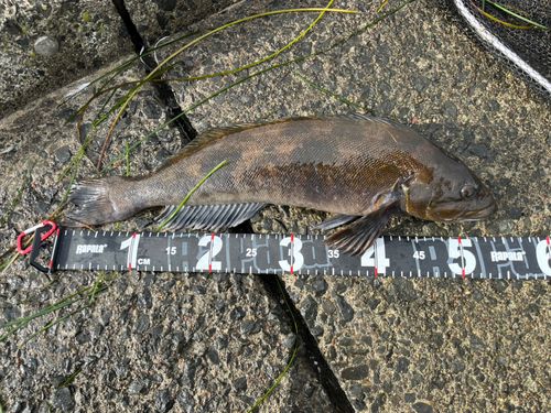 アブラコの釣果