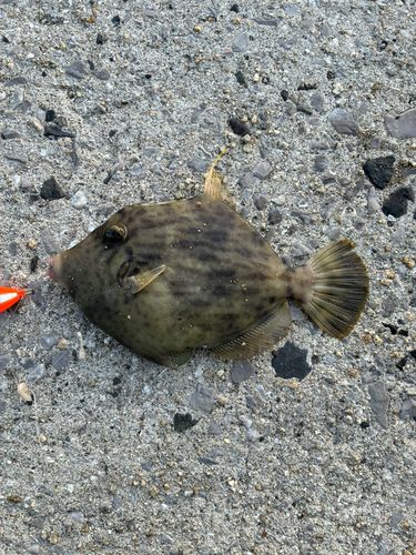 カワハギの釣果