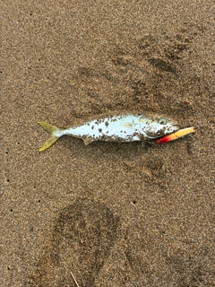 コゾクラの釣果