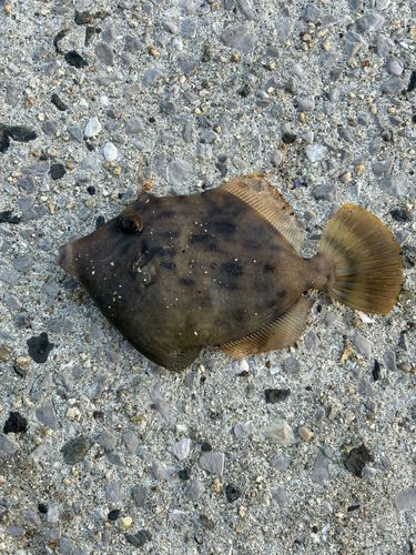 カワハギの釣果