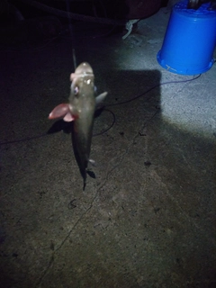 セイゴ（マルスズキ）の釣果