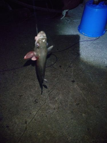 セイゴ（マルスズキ）の釣果