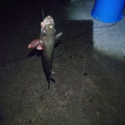 セイゴ（マルスズキ）