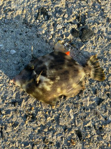 カワハギの釣果