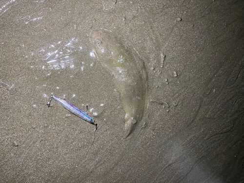 シタビラメの釣果