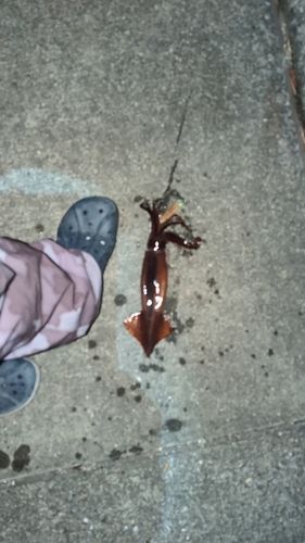 スルメイカの釣果