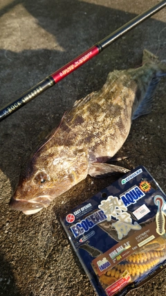 アイナメの釣果