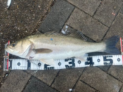 ヒラスズキの釣果