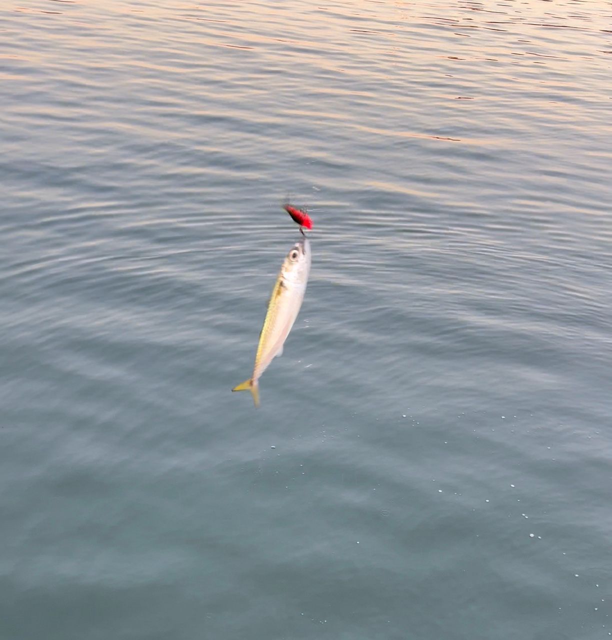 DAIWA 20ラテオ モバイル 96M-4の最安値・インプレ・釣果 | 本音の