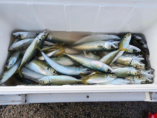 サバの釣果