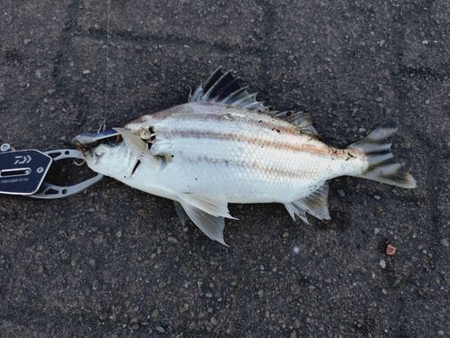 コトヒキの釣果