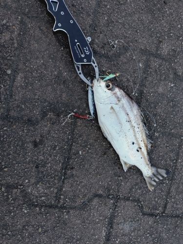 コトヒキの釣果