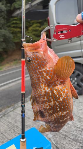 キジハタの釣果