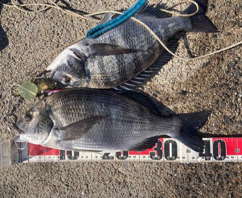 クロダイの釣果