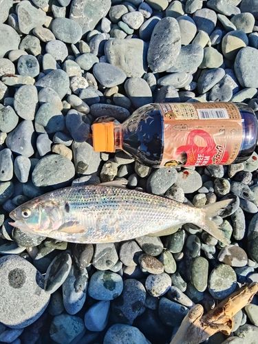 コノシロの釣果