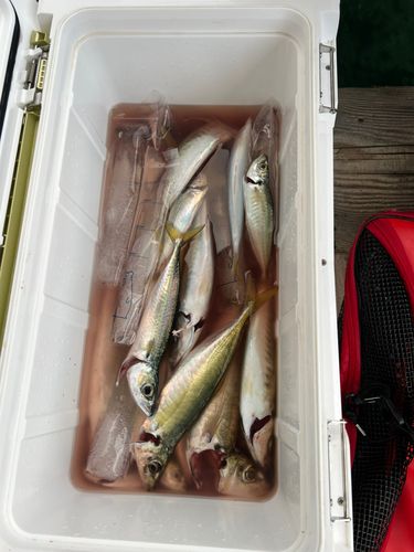 仮屋湾遊漁センター