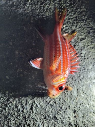 アヤメエビスの釣果