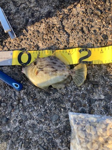 カワハギの釣果