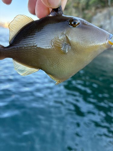 メガネハギの釣果