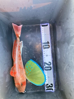 ホウボウの釣果