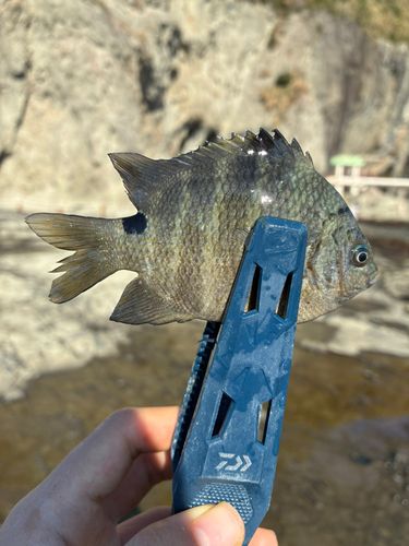 シマスズメダイの釣果