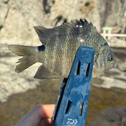 シマスズメダイ