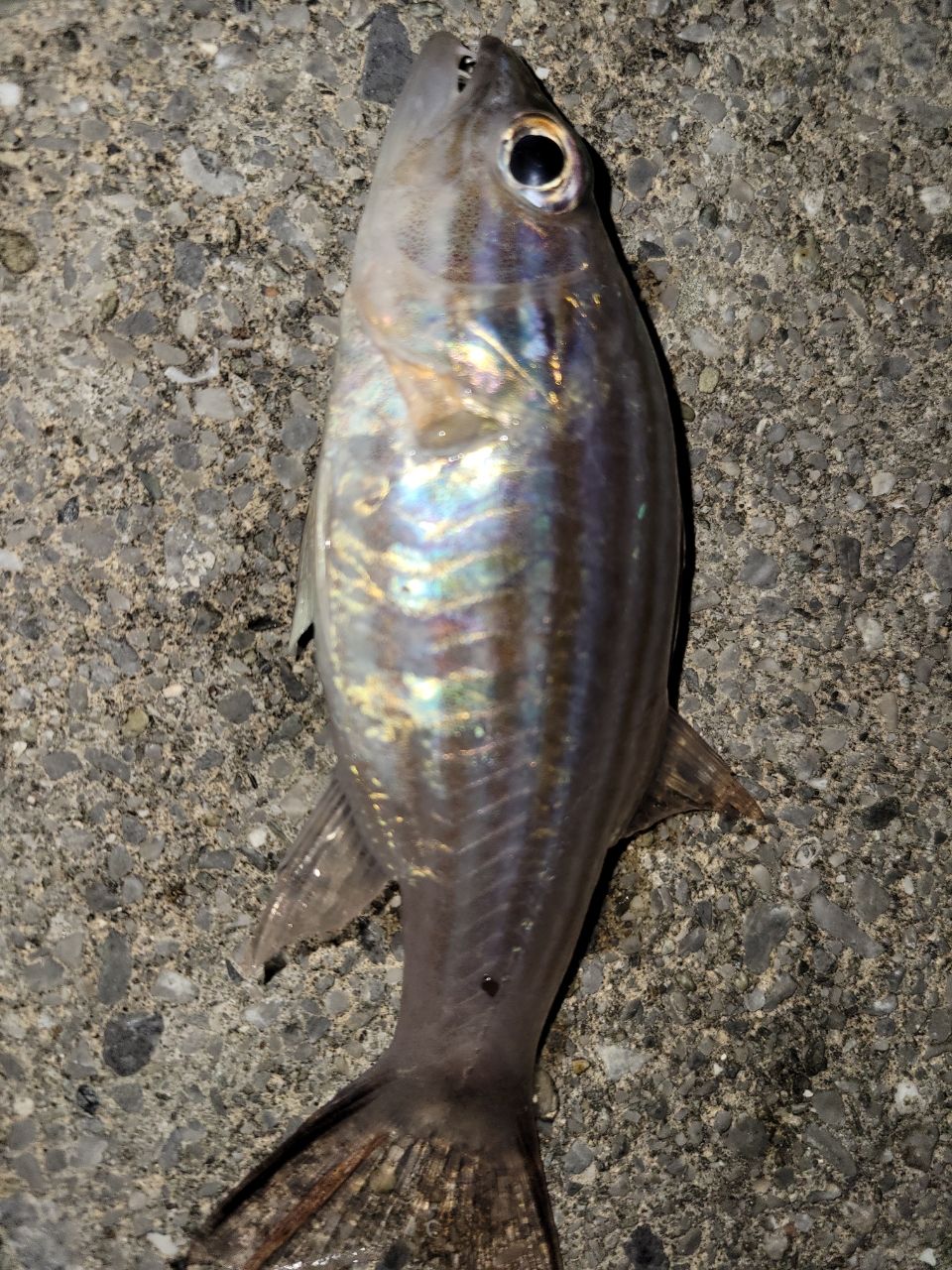 ヤライイシモチ