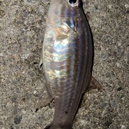 ヤライイシモチ