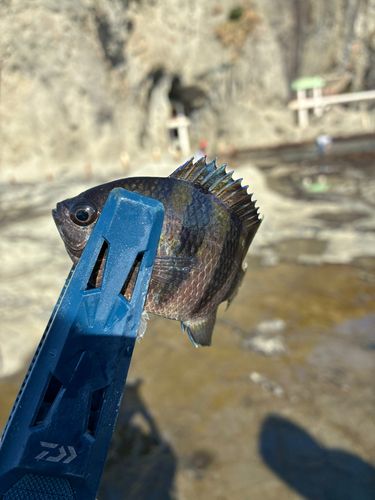 オヤビッチャの釣果