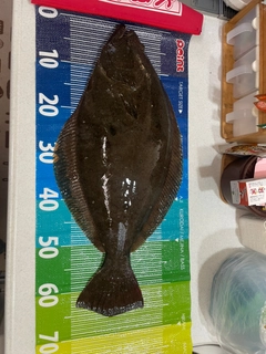 ヒラメの釣果