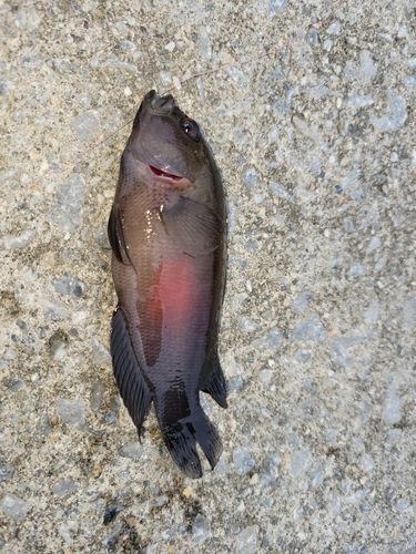 ガンテンメギスの釣果