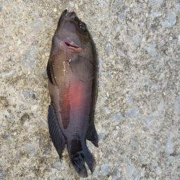 ガンテンメギス