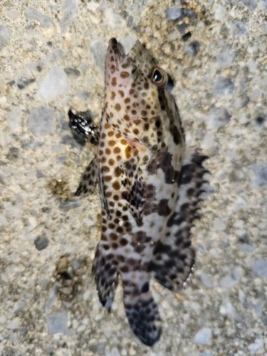 イシミーバイの釣果