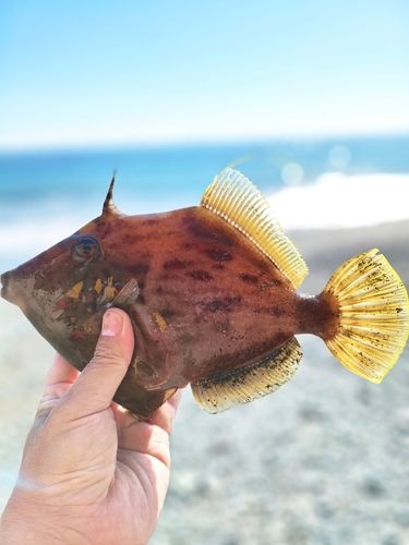 カワハギの釣果