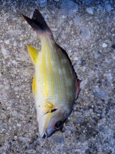 オキフエダイの釣果