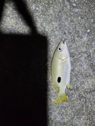 イッテンフエダイの釣果