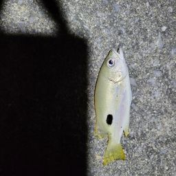 イッテンフエダイ