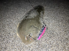 シタビラメの釣果