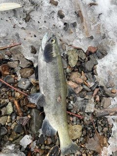 ヒメマスの釣果