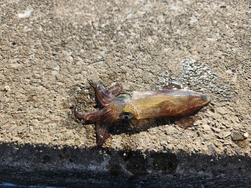 ヒイカの釣果