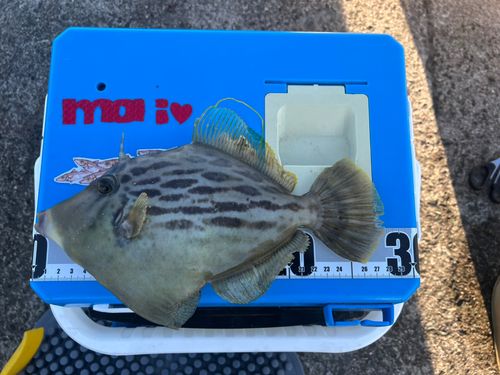 カワハギの釣果