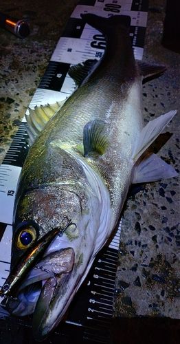 シーバスの釣果