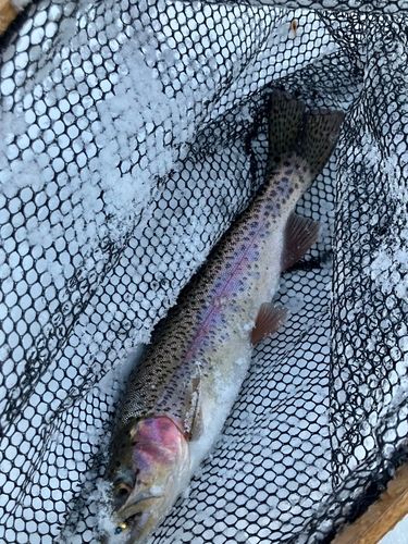 ニジマスの釣果