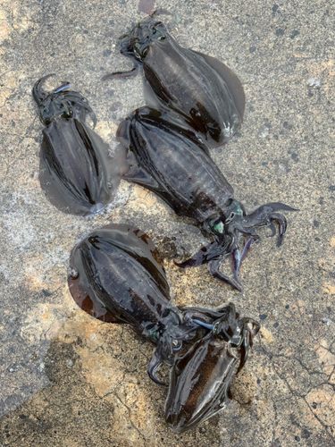 アオリイカの釣果