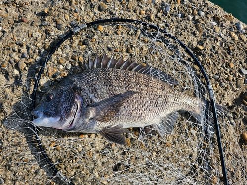 チヌの釣果