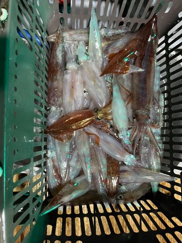 ヤリイカの釣果