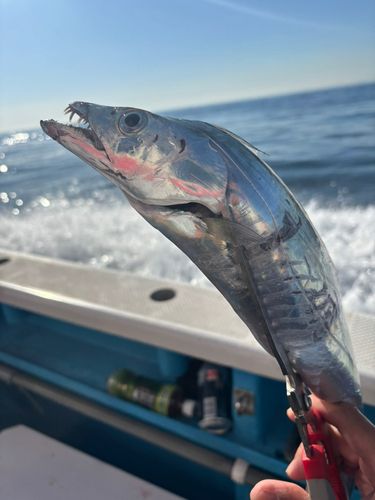 タチウオの釣果