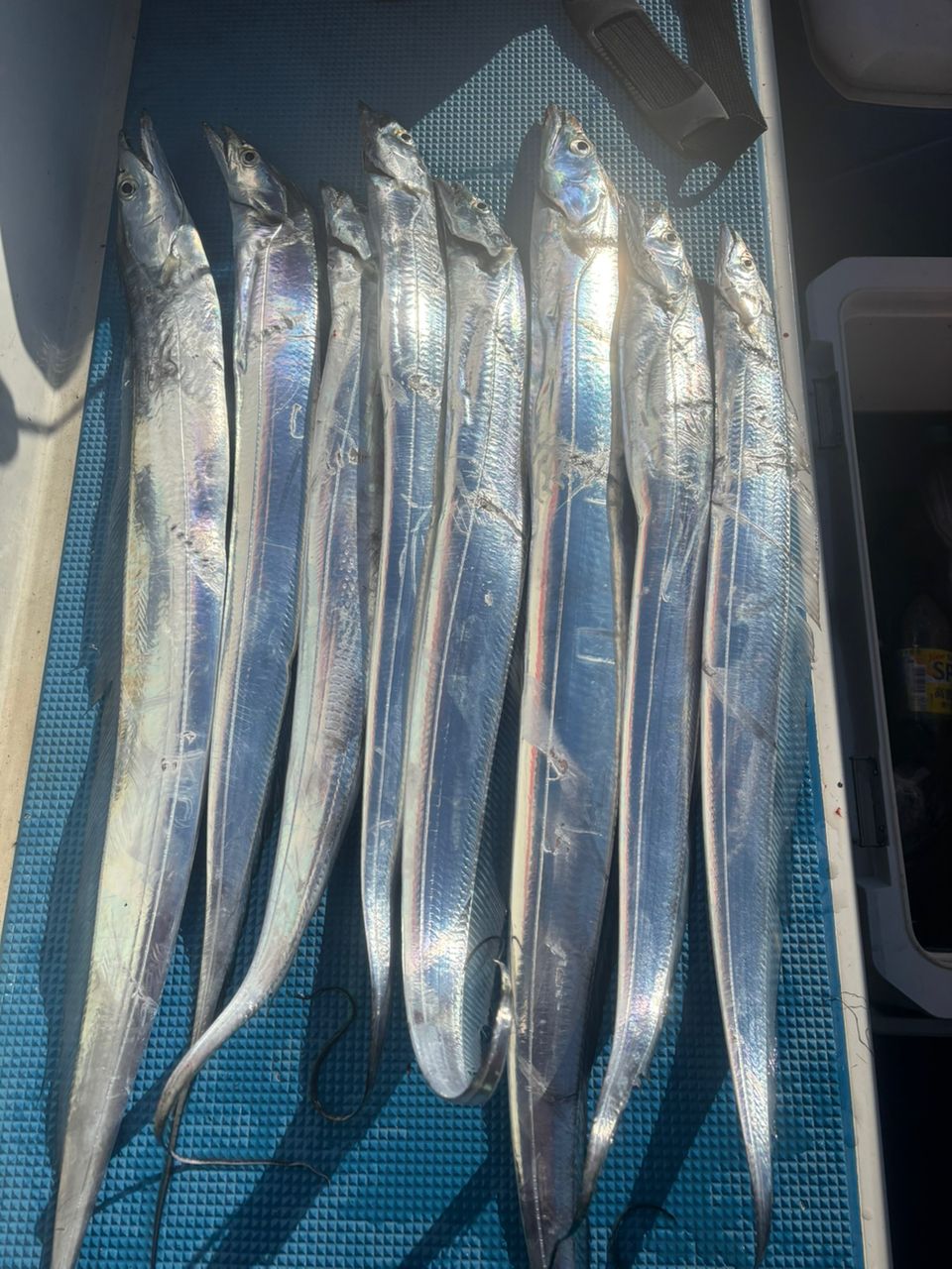 小心者の釣り師さんの釣果 2枚目の画像