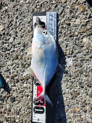 ロウニンアジの釣果